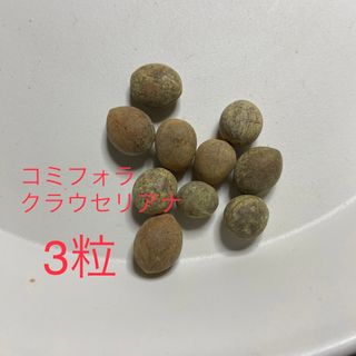 コミフォラ クラウセリアナの種子3粒!!  発芽確認済み！！(その他)