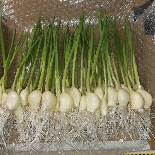 無農薬栽培　にんにくスプラウト200g30本～35本(野菜)