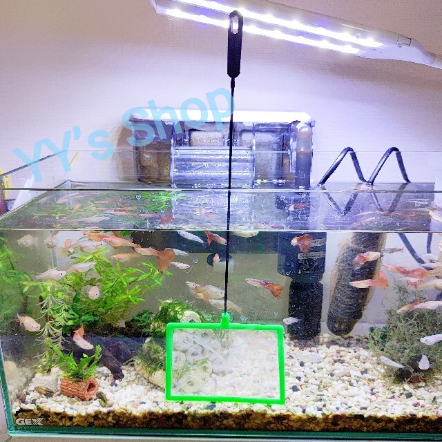 最大74%オフ! 密網 2本 金魚 メダカ ごみ取り 丸 四角 水槽 掃除 メダカ