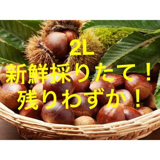 福岡特選ブランド栗　2L 1キロ(野菜)