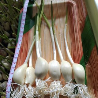 発芽ニンニク❤️◎５０本強(野菜)