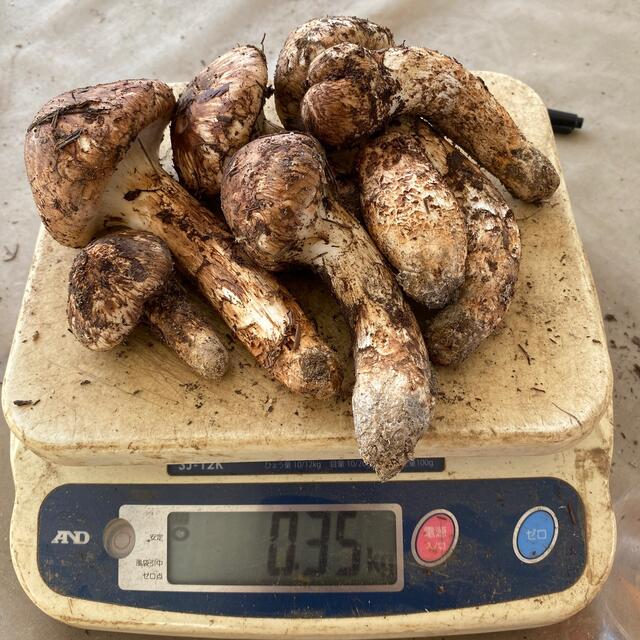 信州木曽産 松茸350グラム