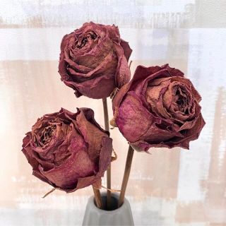 【美品】ドライフラワー 赤いバラ 3本セット 22.5〜28cm インテリア