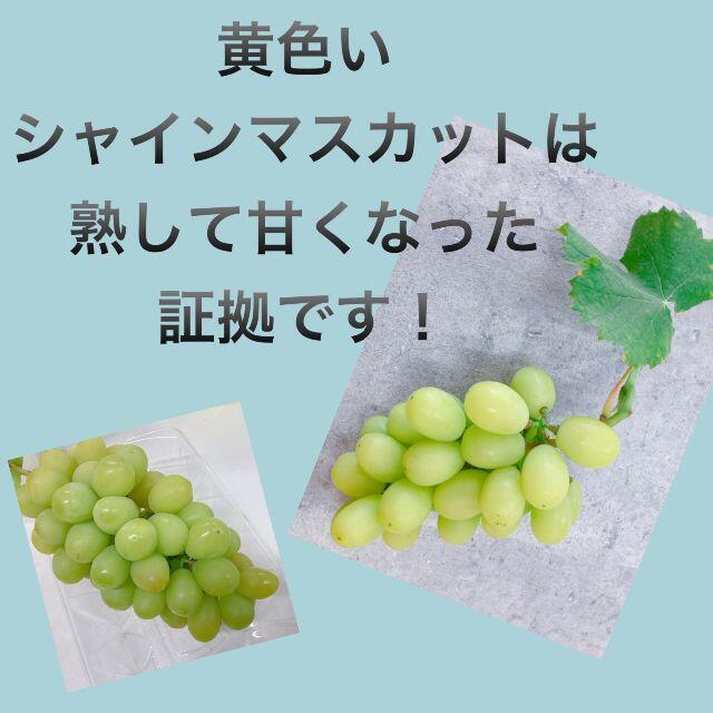 199バラ・２ｋｇご家庭用訳ありシャインマスカット！ 食品/飲料/酒の食品(フルーツ)の商品写真