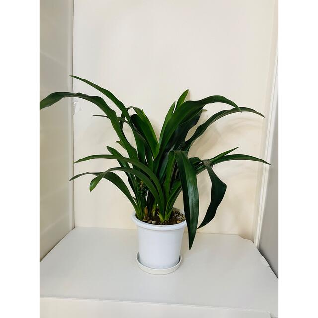 Backside works アート鉢 植物連鎖 金 魂根少女 - eldror.co.il