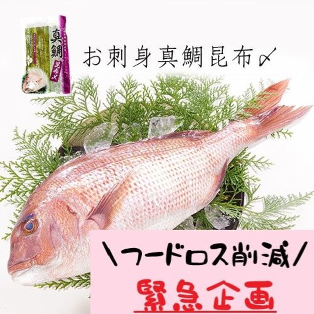 フードロス削減緊急企画！　真鯛の昆布〆　３パック　数量限定　訳あり　 食品/飲料/酒の食品(魚介)の商品写真