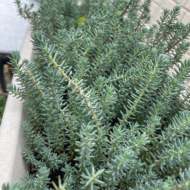 特価⭐️育てやすい多肉植物 セダム レフレクサム（シルバーペット） ハンドメイドのフラワー/ガーデン(プランター)の商品写真