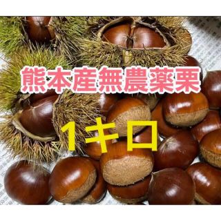 特大サイズ栗　５キロ　熊本産　無農薬栽培