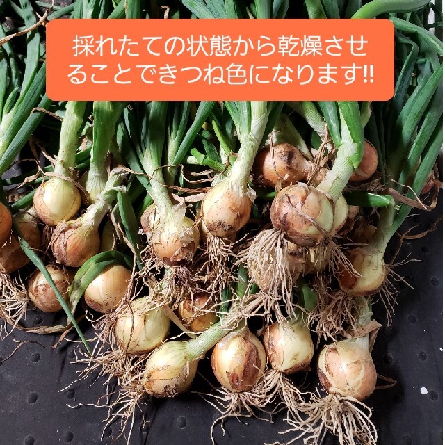 北海道 北見産 ミニ 新玉ねぎ ◎農家直送 食品/飲料/酒の食品(野菜)の商品写真