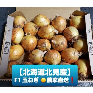 北海道 北見産 ミニ 新玉ねぎ ◎農家直送(野菜)