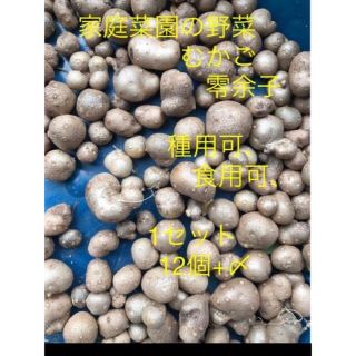 岐阜産  家庭菜園の野菜 　むかご、零余子種用可、食用可1セット12個+〆(野菜)