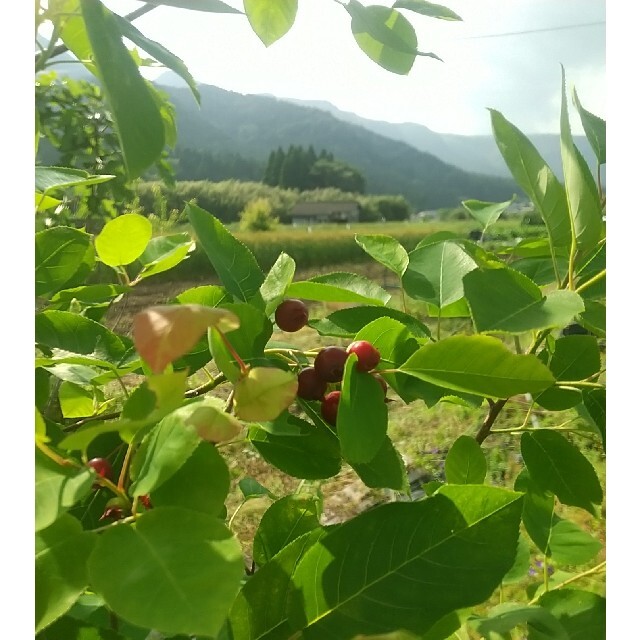 阿蘇産◇キャロットジャムとミックスベリージャム(各1個、計2個) 食品/飲料/酒の加工食品(缶詰/瓶詰)の商品写真