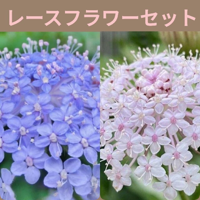 育て方付き❀切り花や花材にも人気の繊細で美しい*レースフラワーセット*花の種 ハンドメイドのフラワー/ガーデン(プランター)の商品写真