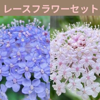 育て方付き 切り花や花材にも人気の美しい ピンクレースフラワー 花の種 Www Junglelivinn Com