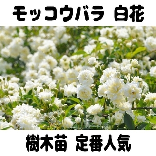 【樹木苗】定番人気！モッコウバラ 白花(プランター)