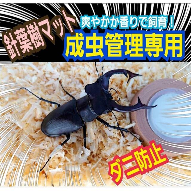 クワガタ、カブトムシの成虫管理はコレ!針葉樹マット☆爽やかな香りで