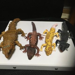 バンダイ(BANDAI)のいきもの大図鑑　まとめ売り(その他)