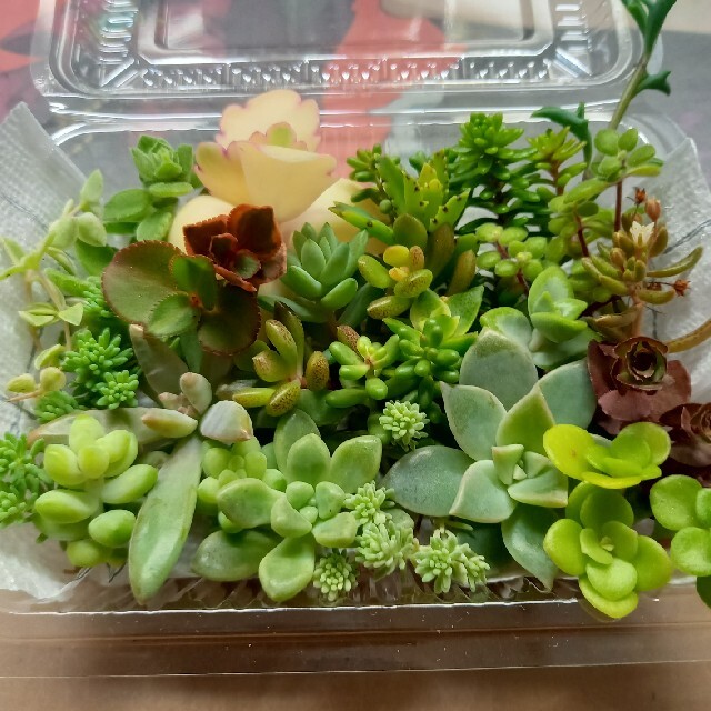 【増量】多肉植物カット苗セット(22種類) ハンドメイドのフラワー/ガーデン(その他)の商品写真