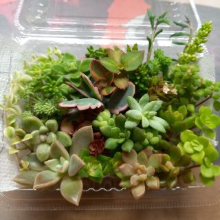 【10/10まで！】多肉植物カット苗セット(21種類)(その他)