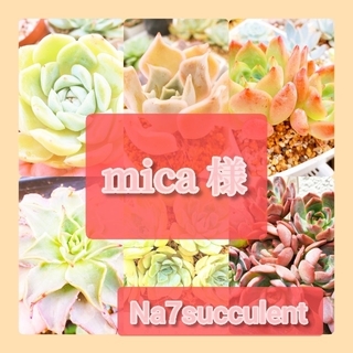 多肉植物　mica*様(その他)