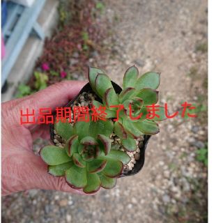 多肉植物✿エボニー×ポルデンシス抜き苗(その他)