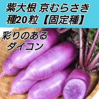 紫大根 京むらさき 種20粒(プランター)