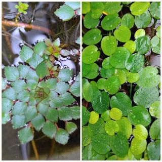 ウォーターポピーとウォーターダイヤのセット　水草　水性植物　ビオトープ(アクアリウム)