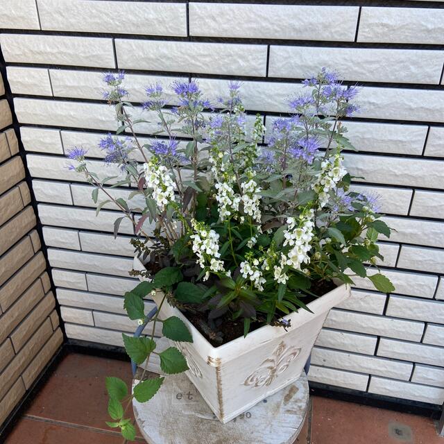 青×白の爽やかな寄せ植え♪秋の寄せ植え