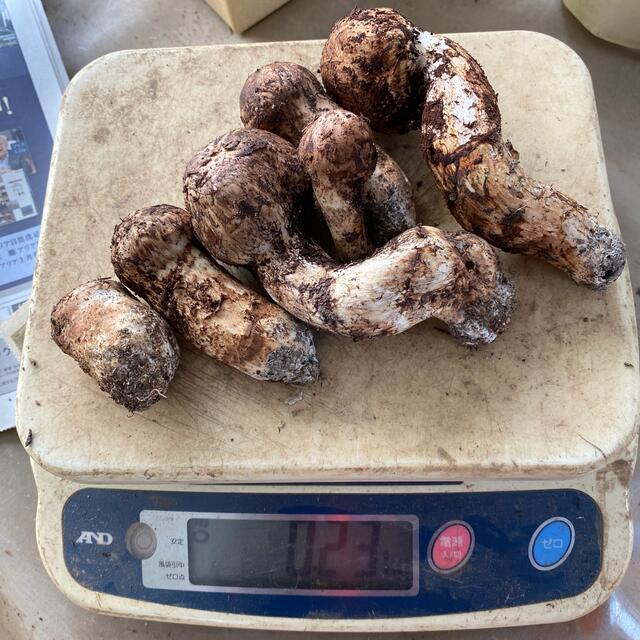 信州木曽産 松茸230グラム 信州木曽産 松茸230グラム