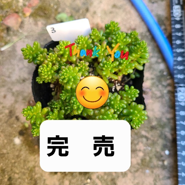 多肉植物　レッドベリー　抜き苗ハンドメイド