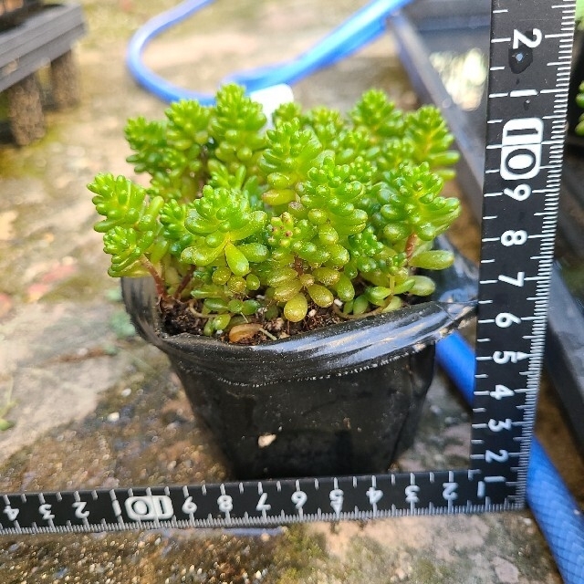 多肉植物　レッドベリー　抜き苗 ハンドメイドのフラワー/ガーデン(その他)の商品写真