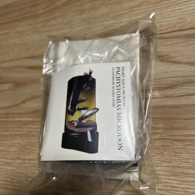 ナイト・アクア・ミュージアム☆PACHYSTOMIAS MICRODON エンタメ/ホビーのフィギュア(その他)の商品写真