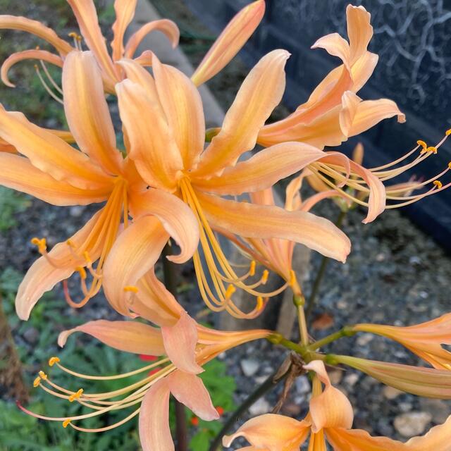オレンジ色の彼岸花 ハンドメイドのフラワー/ガーデン(その他)の商品写真