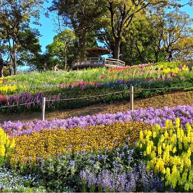 高知県立牧野植物園 入園券 2枚 チケットの優待券/割引券(その他)の商品写真