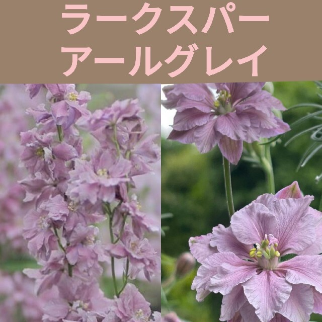 育て方付き❀ライトパープルのくすみカラー*ラークスパーアールグレイ*花の種 ハンドメイドのフラワー/ガーデン(その他)の商品写真