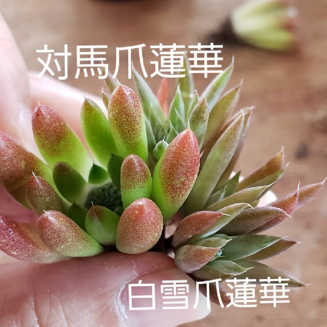 多肉植物 対馬爪蓮華＆白雪爪蓮華セット ハンドメイドのフラワー/ガーデン(その他)の商品写真