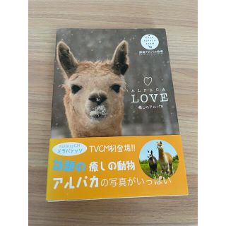 ＡＬＰＡＣＡ　ＬＯＶＥ 癒しのアルパカ　ポストカード(その他)