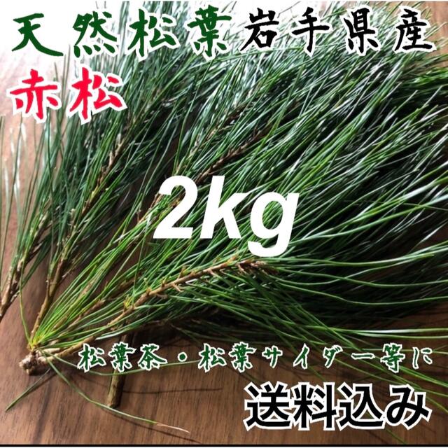 【大容量3kg】採れたて　天然 松葉 新芽 松茸の産地 赤松　松葉茶