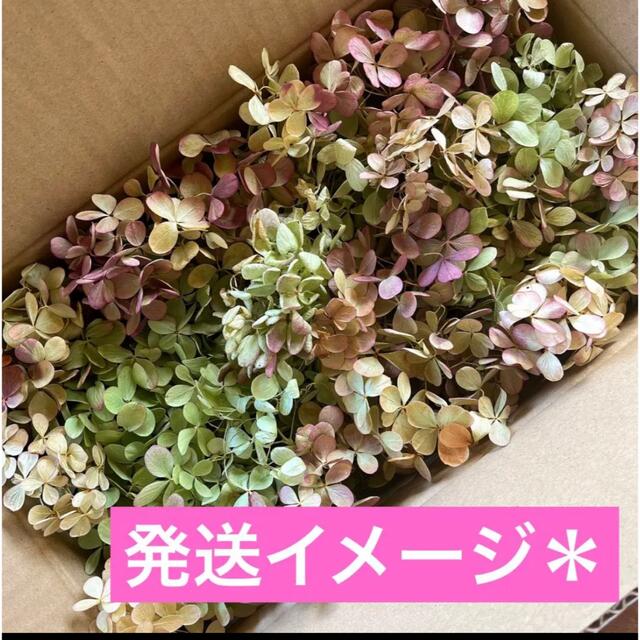 ドライフラワー 秋色紫陽花 ⑦ ノリウツギ アンティーク 訳あり花材まとめ売り ハンドメイドのフラワー/ガーデン(ドライフラワー)の商品写真