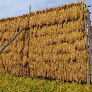 新米、無農薬❤️風干し玄米２０キロ(米/穀物)