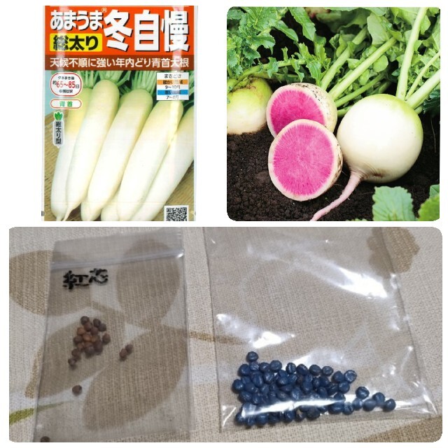 大根　種　2種類　(総太り 冬自慢・紅芯) 食品/飲料/酒の食品(野菜)の商品写真