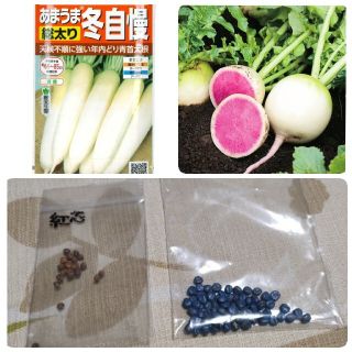 大根　種　2種類　(総太り 冬自慢・紅芯)(野菜)