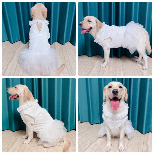 犬服 中型犬大型犬 ウェディングドレス 結婚式 フォーマルドレス:7XLの