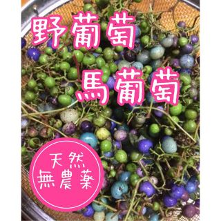 馬ぶどう 馬ブドウ ウマブドウ 野葡萄 野ぶどう ブスノミ 肝臓 免疫力