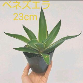 アカベベネズエラ 直径23cm(その他)