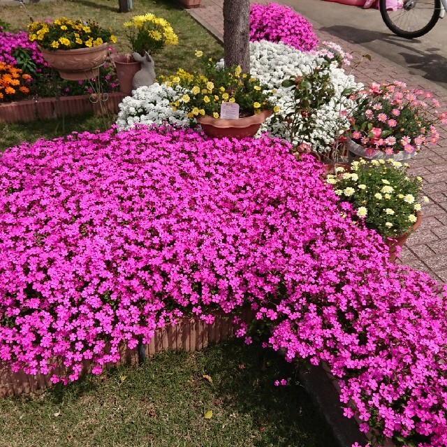 お花の種　ピンクパンサー　シレネ ハンドメイドのフラワー/ガーデン(プランター)の商品写真