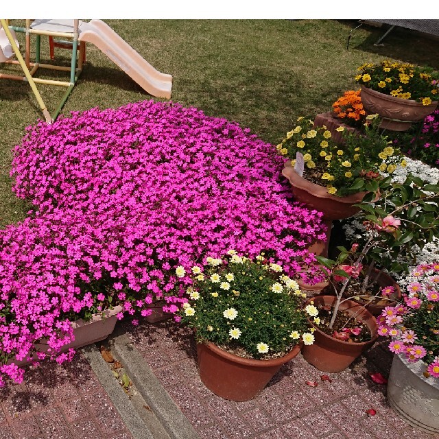 お花の種　ピンクパンサー　シレネ ハンドメイドのフラワー/ガーデン(プランター)の商品写真