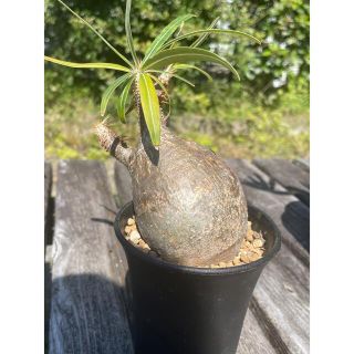 パキポディウムグラキリス   Pachypodium Gracilius (その他)