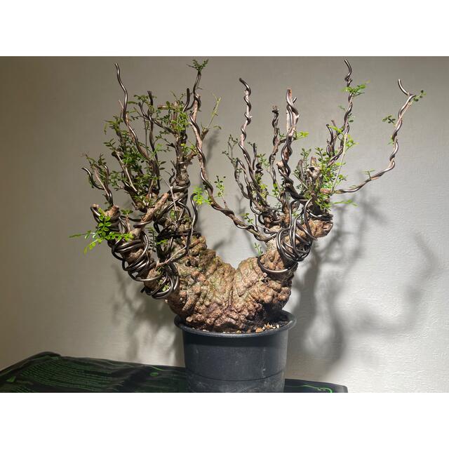 パキプス 発根済み 分頭株 値下げ交渉可能 塊根植物 - フラワー/ガーデン パキプス 発根済み 分頭株 値下げ交渉可能 塊根植物 - フラワー/ガーデン