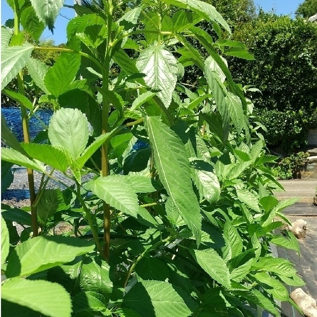 栄養満点！ミネラルたっぷり 【10種類の乾燥野菜MIX】100g×2袋入り 食品/飲料/酒の食品(野菜)の商品写真